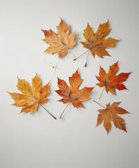 Several maple leaves in various stages of decay, gently falling against a stark white backdrop ,  fall,  outdoor