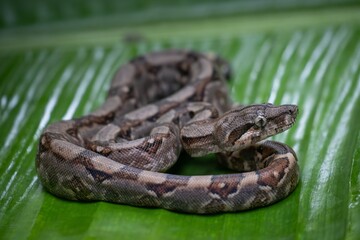 Brown Snake on Green Leaf