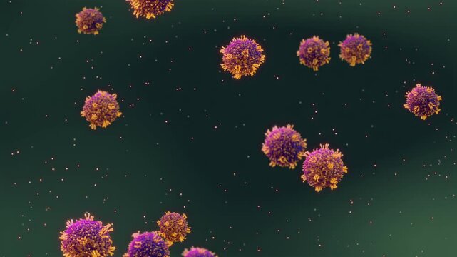 Measles viruses in the blood. Measles also known as morbilli and rubeola is a highly contagious, childhood viral infection. The virus infects the respiratory tract and then spreads around the body	