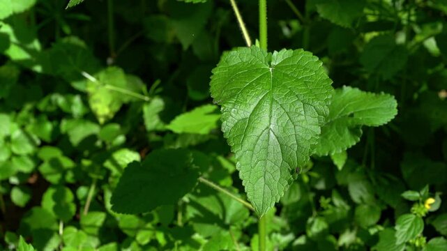 Golden Dead Nettle in natural ambient, spring, leaves (Lamium galeobdolon) - (4K)