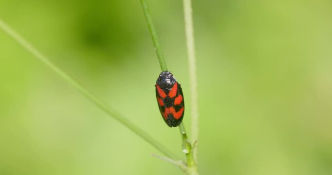 Cercopis vulnerata (also known as the black-and-red froghopper or red-and-black froghopper) in the grassland