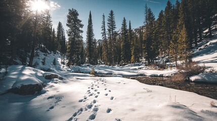 Fototapeta premium Tranquil snowy wilderness landscape with tall pine trees, a frozen stream, and visible animal footprints in pristine white snow representing winter solitude