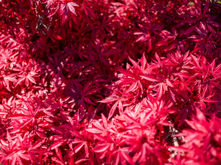 Close-up of Japanese maple (Acer palmatum) leaves with vivid red color, captured in daylight. Detailed texture and shape of the ornamental foliage in a garden setting.
