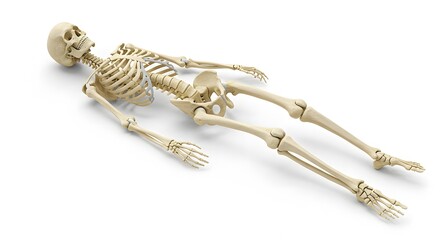 Full Human Skeleton in Lying Position