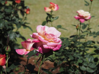 アダブカダブラという名の薔薇