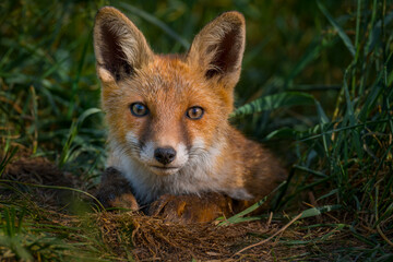 Red fox, vulpes vulpes. Small young red fox cub portrait in the wild.