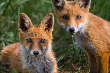 Fototapeta premium Red fox, vulpes vulpes. Two young red fox cubs portrait in the wild.
