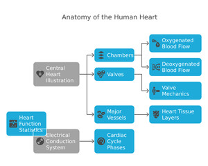 a detailed diagram showcasing the anatomy of the human heart, illustrating its chambers, valves, and major vessels, highlighting blood flow