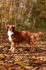 A brown and white dog is standing in a field of leaves