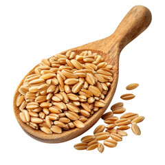 Wheat grains in a wooden spoon close up isolated on transparent background