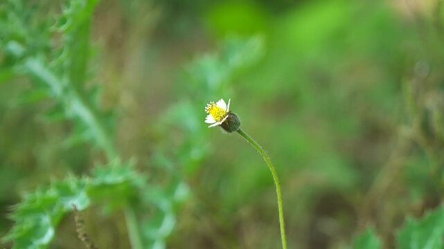 A close-up view of Galisoga parviflora swaying slowly in the wind.