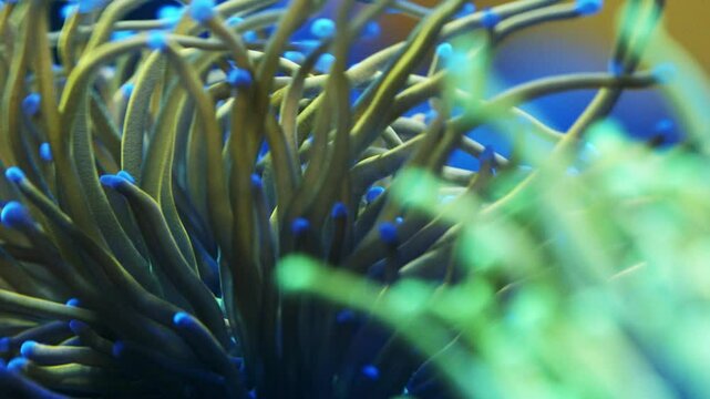 Macro shot of Euphyllia glabrescens with greenish blue tentacles, blue tips, and gentle movement under actinic lighting.