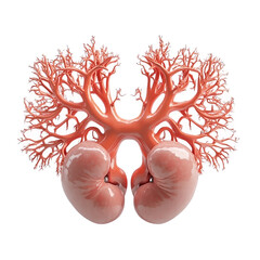 A detailed illustration of human kidney anatomy on transparent background