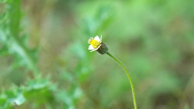 A close-up view of Galisoga parviflora swaying slowly in the wind.