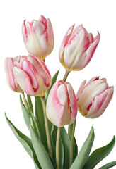 Fototapeta premium Elegant Bouquet of Pink Tulips, isolated on transparent background, png