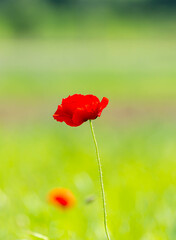 Obraz premium Beautiful red poppy flower against blurry green background. Red poppy in bloom on a background of wonderful colors. There is a very peaceful calm, almost poetic and vibrant feeling to the early summer