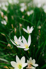 Fototapeta premium Close-Up of White Flowers Among Green Foliage in a Natural Setting