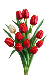 Obraz premium Elegant Bouquet of red Tulips, isolated on transparent background, png