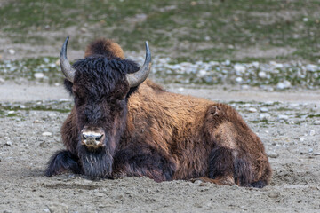American buffalo known as bison, Bos bison in a german park