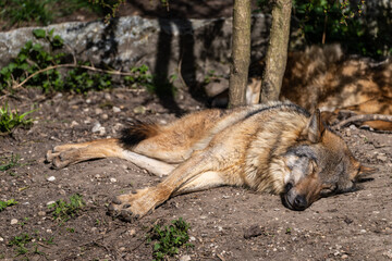 European Grey Wolf, Canis lupus in a german park