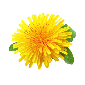 yellow dandelion flower