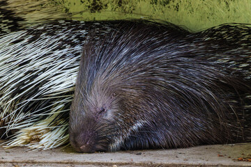Indian crested Porcupine, Hystrix indica in a german nature park