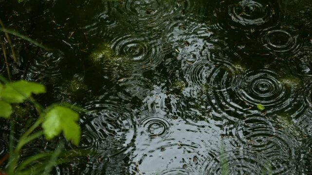 Raindrops patter onto the water in a forest pond. It's raining. Shot in slow motion. plants are blooming because it's spring. meditative shot for relaxing and meditating. nice nature and landscape.