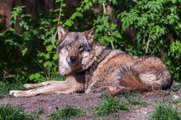 Obraz premium European Grey Wolf, Canis lupus in a german park