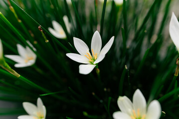 Fototapeta premium Close-Up of White Flowers Blooming Among Green Grass Blades in Daylight