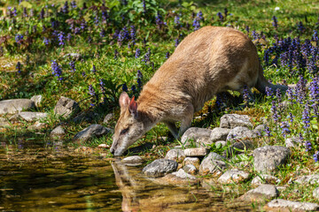 Fototapeta premium The agile wallaby, Macropus agilis also known as the sandy wallaby