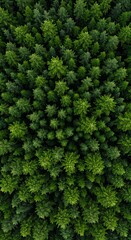 Emerald Canopy's Embrace