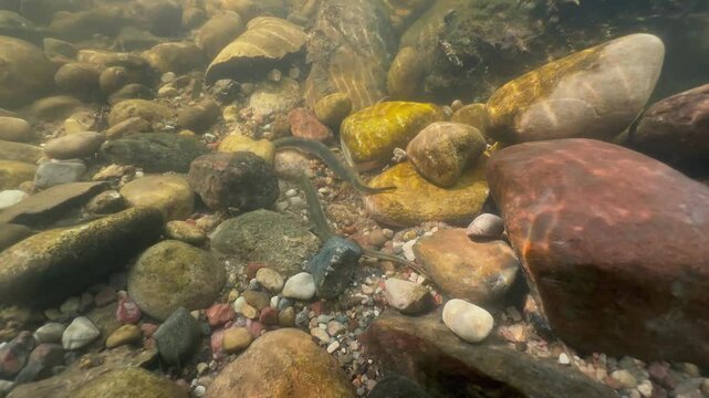Brook lampreys (Lampetra planeri) moving small rocks in preparation for spawning. Estonia.