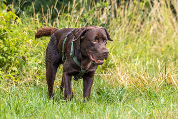 Labrador retriever, Canis lupus familiaris on a grass field. Healthy chocolate brown labrador retriever