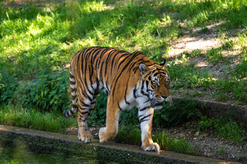 The Siberian tiger,Panthera tigris altaica in a park