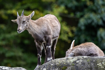 Young baby mountain ibex or capra ibex on a rock
