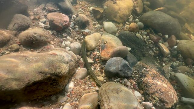 Brook lamprey (Lampetra planeri) preparing the place for spawning in a small creek. Estonia.