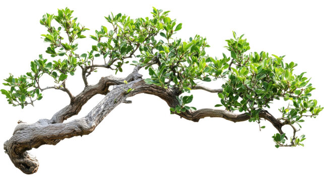 Green tree branch isolated