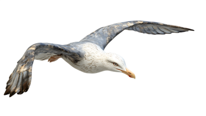Majestic seagull in flight isolated on a white background
