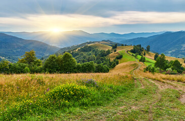 Mountain Meadow Bordering Evergreen Forest