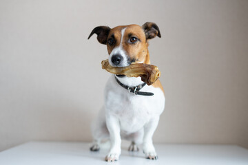 Jack Russell Terrier sitting on the floor with a bone in his mouth