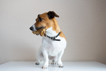 Jack Russell Terrier sitting on the floor with a bone in his mouth