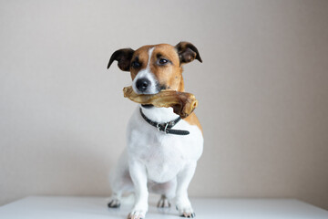 Jack Russell Terrier sitting on the floor with a bone in his mouth
