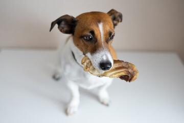 Jack Russell Terrier sitting on the floor with a bone in his mouth