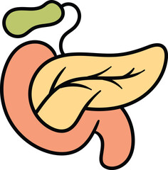 Pancreas organ with gallbladder illustration