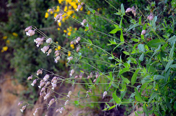 The bladder campion (Silene vulgaris) with its white flowers in spring