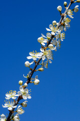 A branch of blackthorn (Prunus spinosa) with its white flowers and a blue sky