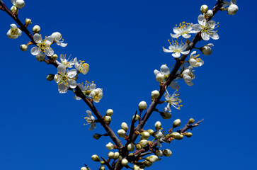 A branch of blackthorn (Prunus spinosa) with its white flowers and a blue sky