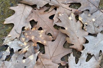 Litter of American oak leaves (Quercus rubra)