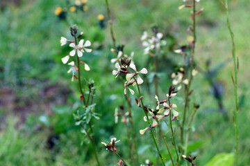 Arugula flowers (Eruca sativa) grown in a garden.