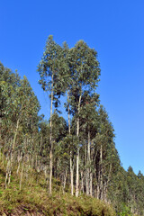 Plantation or monoculture of blue gum (Eucalyptus globulus)